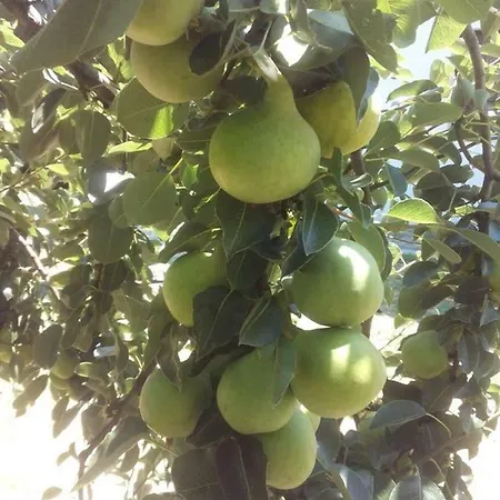 Dimosthenis Karastamatis 3*