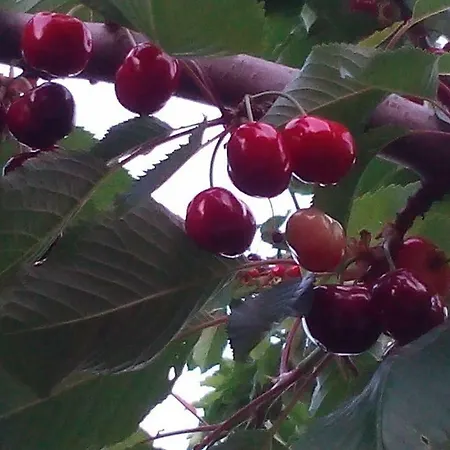 Dimosthenis Karastamatis Pensión 3*