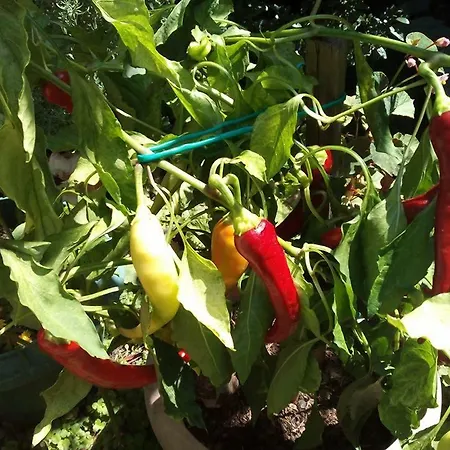 Dimosthenis Karastamatis Xorychti