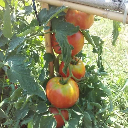 Dimosthenis Karastamatis Xorychti