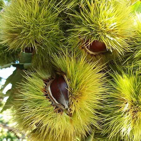Dimosthenis Karastamatis